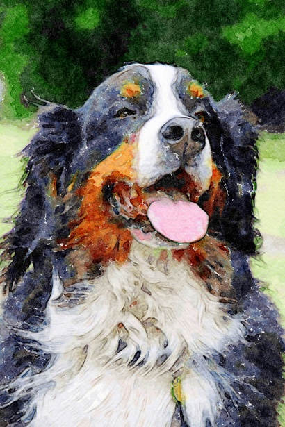 410x615 Bernese Mountain Dog Watercolour Free Stock Photo - Bernese Mountain Dog Watercolor