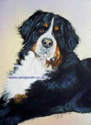 308x424 Carol Pontin Featured On The Longlease Bernese Mountain Dog Art - Bernese Mountain Dog Watercolor