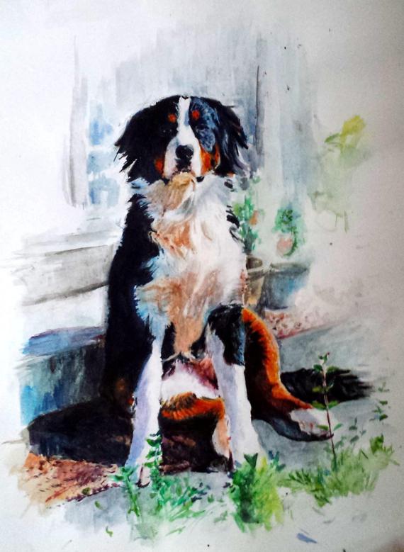 570x779 Custom Bernese Mountain Dog Watercolour Portrait. Pet Portrait Etsy - Bernese Mountain Dog Watercolor