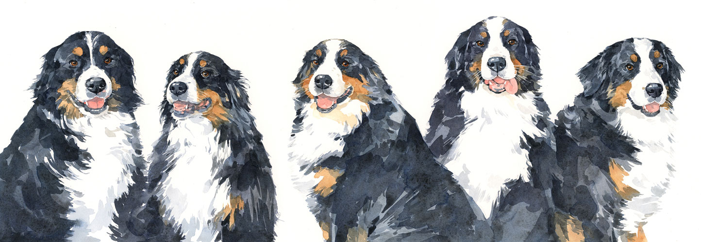 1444x500 Dog Watercolor Portraits David Scheirer Watercolors - Bernese Mountain Dog Watercolor