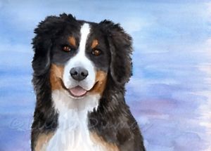 300x215 Original Painting Watercolor Dog 125 Bernese Mountain 9x12 By - Bernese Mountain Dog Watercolor