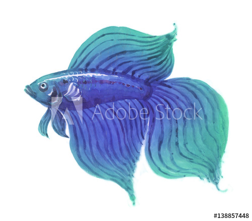 500x438 Betta Fish Male Hand Drawn Watercolor - Betta Fish Watercolor
