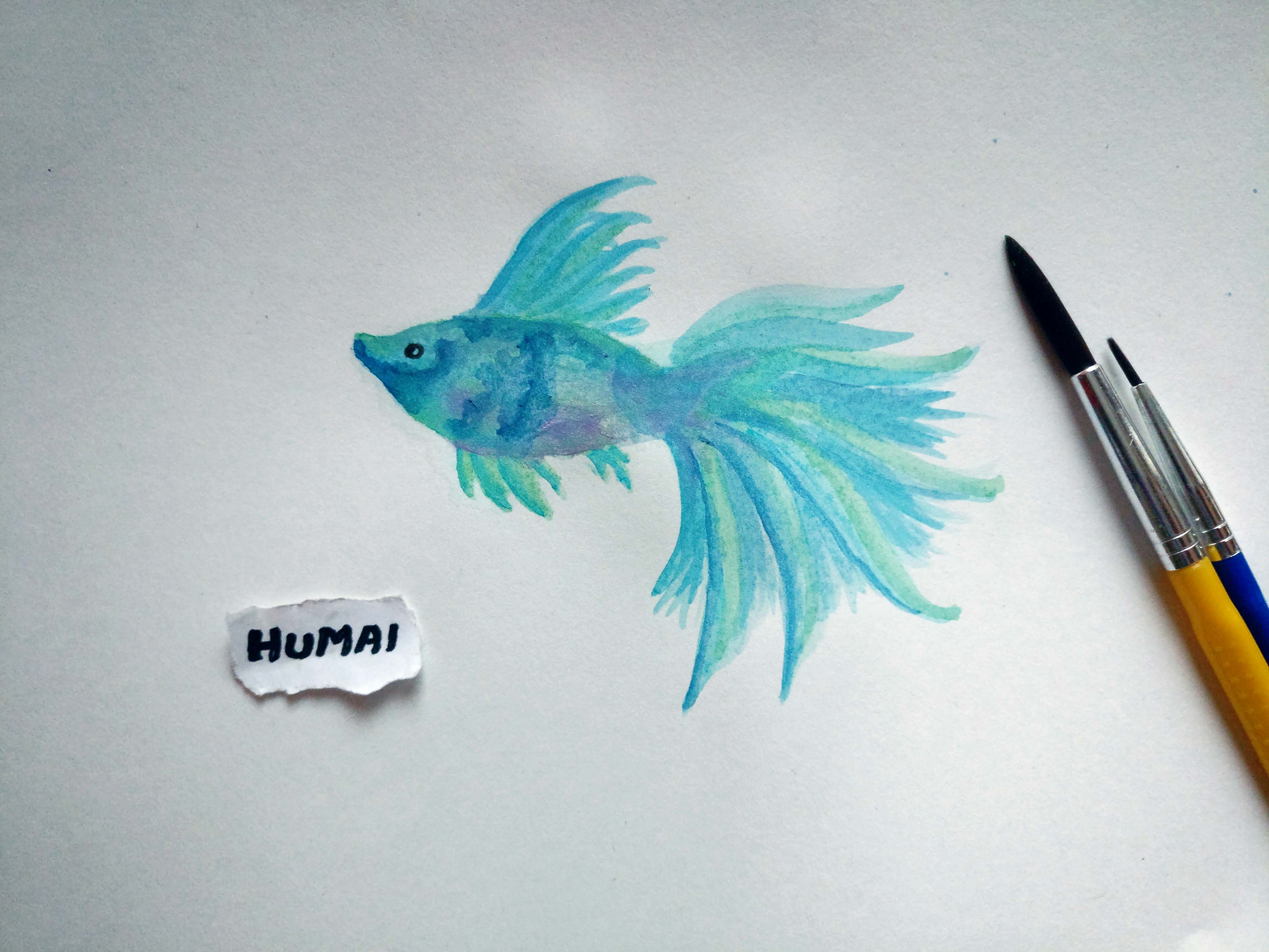 4640x3480 Blue Betta Fighter Fish Watercolour Painting Humaipaints - Betta Fish Watercolor
