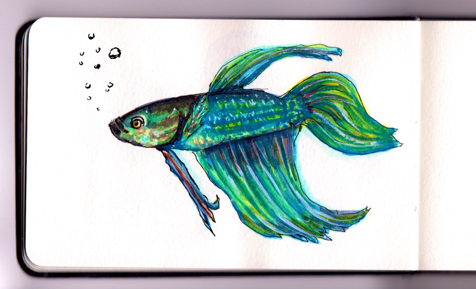2021x1228 ~ Betta Fish - Betta Fish Watercolor