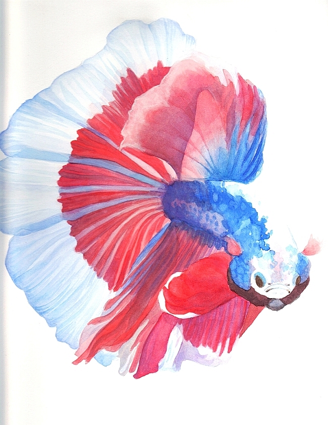 650x841 My Watercolor Paintings - Betta Fish Watercolor