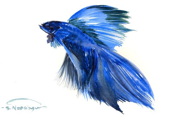 570x381 Watercolor Betta Fish - Betta Fish Watercolor