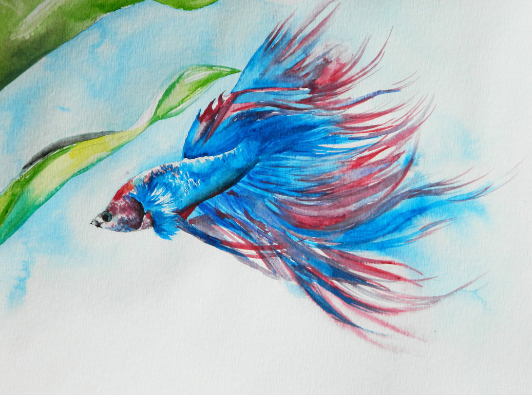 1036x771 Watercolor Betta Fish - Betta Fish Watercolor
