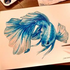 236x236 Watercolour Fish - Betta Fish Watercolor