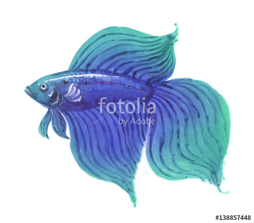 500x438 Betta Fish Male Hand Drawn Watercolor Stock Photo And Royalty - Betta Watercolor