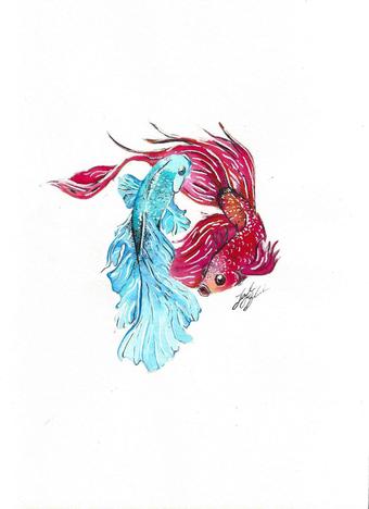 340x468 Betta Watercolor Etsy - Betta Watercolor