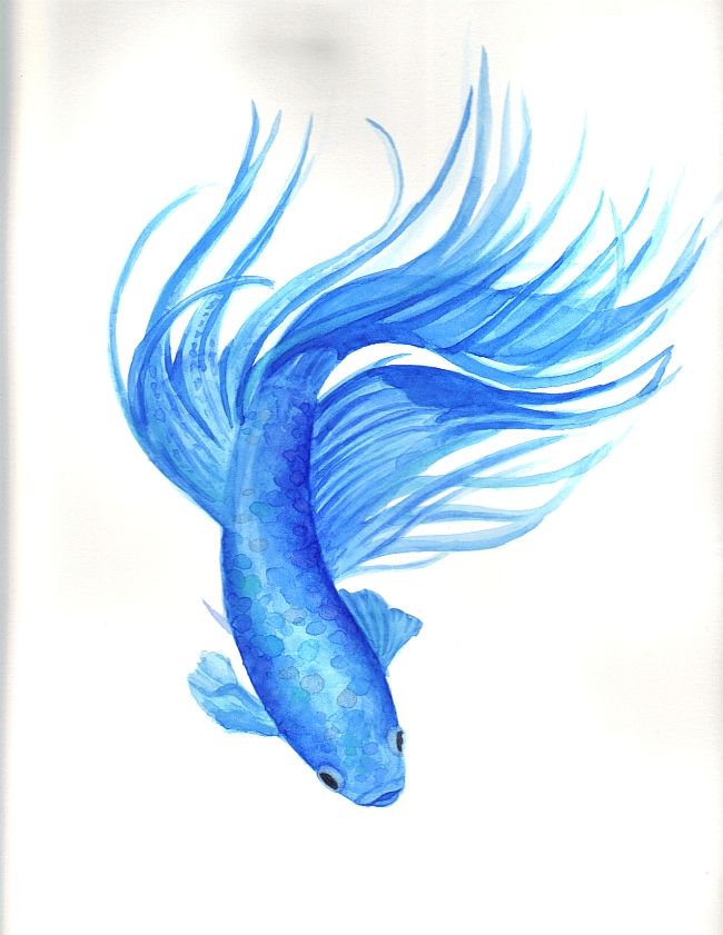 650x841 Pin By Jennifer Pierce On Tattoos Betta, Watercolor - Betta Watercolor