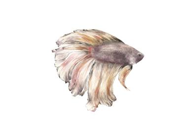 375x273 Watercolor Betta Fish Painting By Wander L Saatchi Art - Betta Watercolor