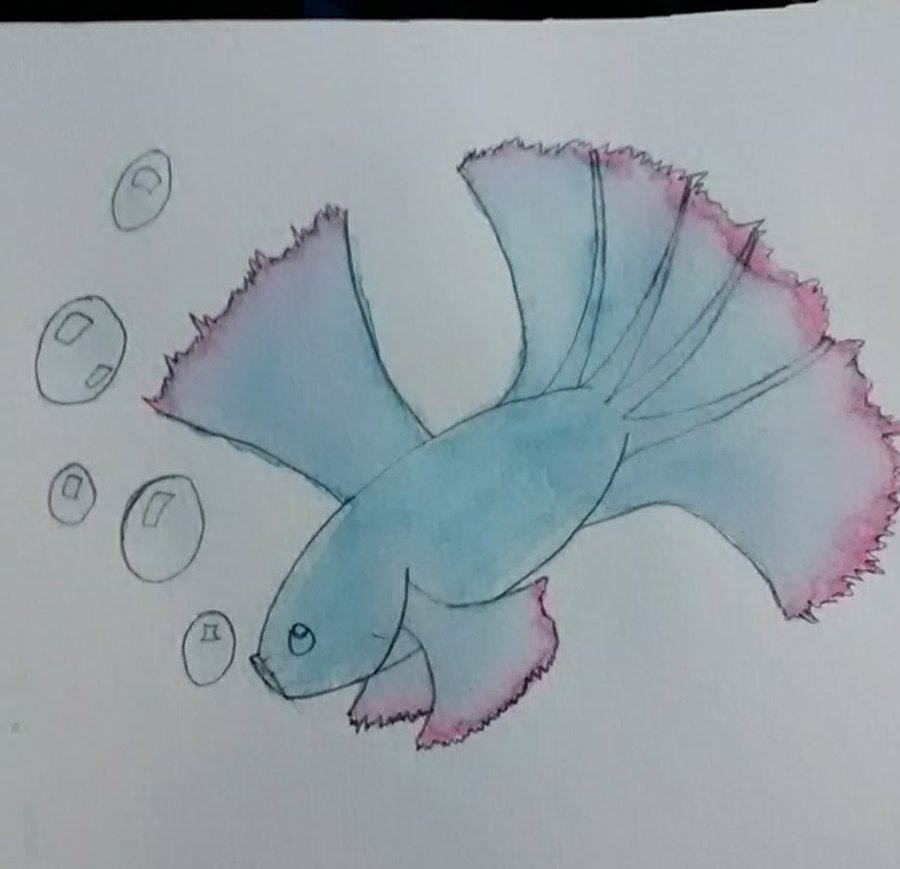 900x869 Watercolor Betta Fish By Andy14441 - Betta Watercolor