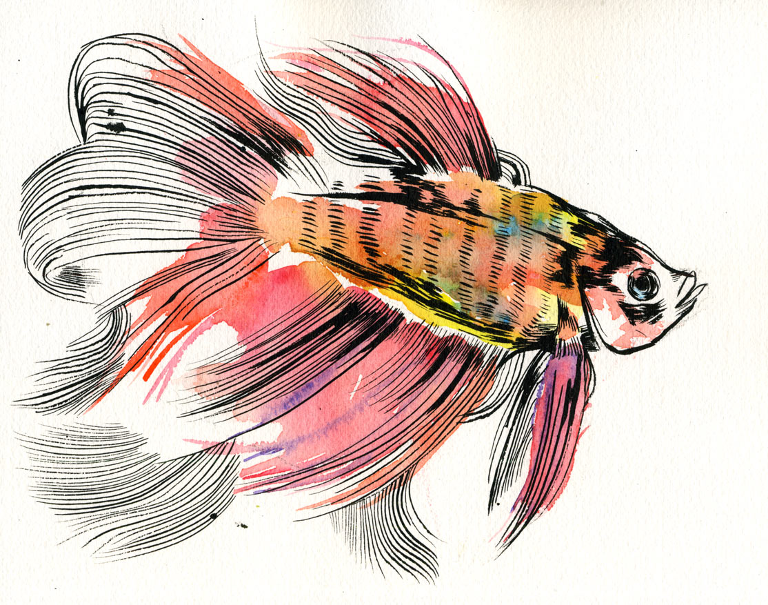1114x877 Watercolor Betta Fish Tattoo - Betta Watercolor