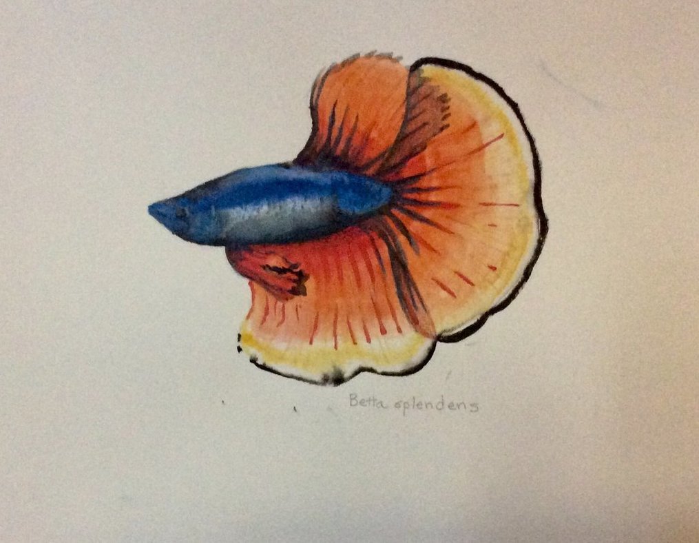 1015x788 Betta Watercolor By Narf23w - Betta Watercolor