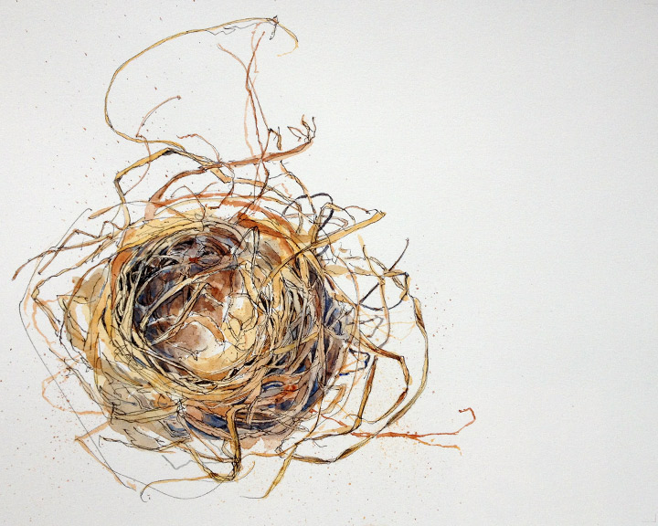 720x576 Nest Drawn - Bird Nest Watercolor