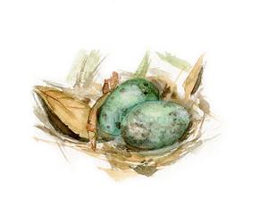 300x222 Watercolor Bird Nest, Bird Nest Print Jen Holloway Art - Bird Nest Watercolor