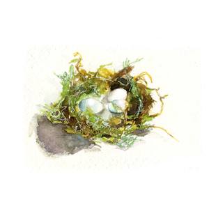 300x300 Watercolor Hummingbird Nest, Bird Nest Print, Egg Nest Print Jen - Bird Nest Watercolor