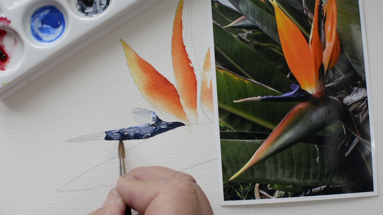 1280x720 Bird Of Paradise Part 5 Step By Step Watercolor Painting - Bird Of Paradise Watercolor