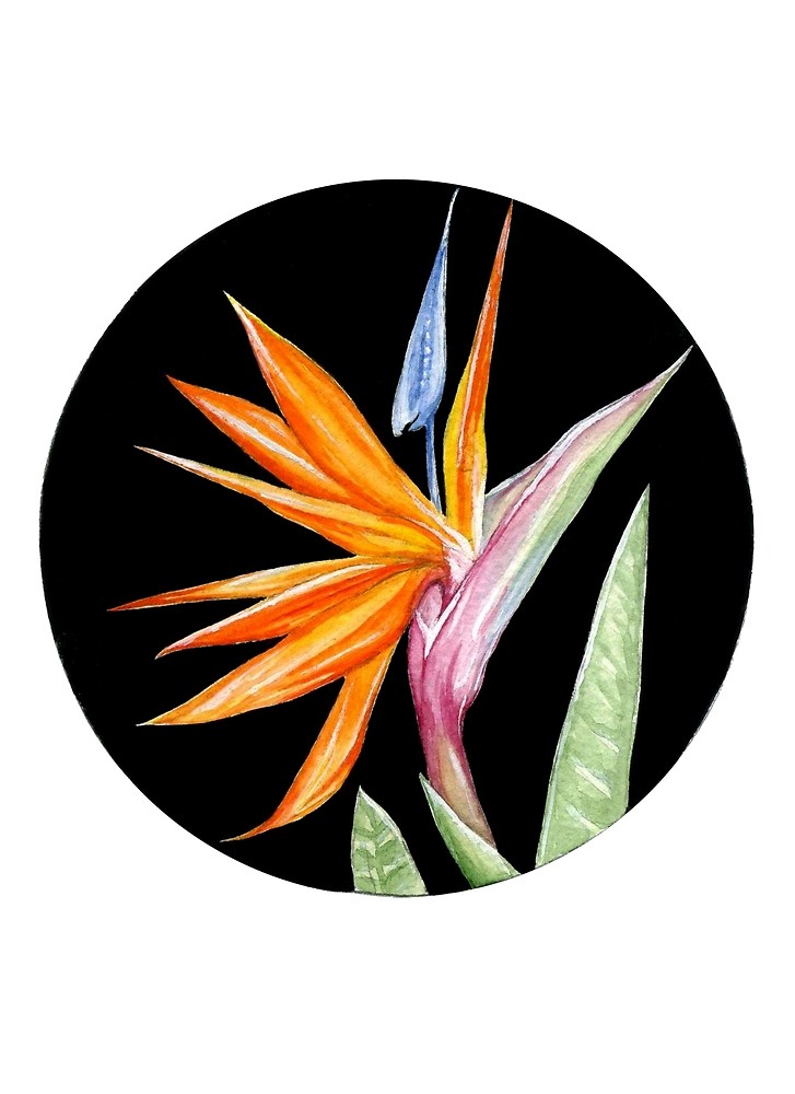 727x1000 Bird Of Paradise Flower Art Print Gouache And Watercolor By - Bird Of Paradise Watercolor
