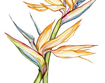 340x270 Bird Paradise Art Etsy - Bird Of Paradise Watercolor