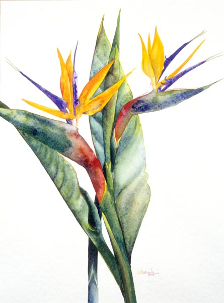 445x600 Birds Of Paradise - Bird Of Paradise Watercolor