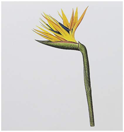 423x450 3drose Redoute Vintage Watercolor Floral Bird Of - Bird Of Paradise Watercolor