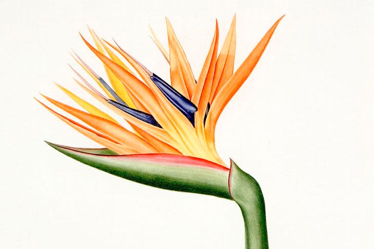 729x486 Birds Of Paradise In Watercolor Workshop - Bird Of Paradise Watercolor