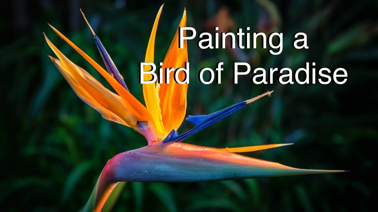 1280x720 How To Paint A Bird Of Paradise Flower In Watercolor Tutorial - Bird Of Paradise Watercolor
