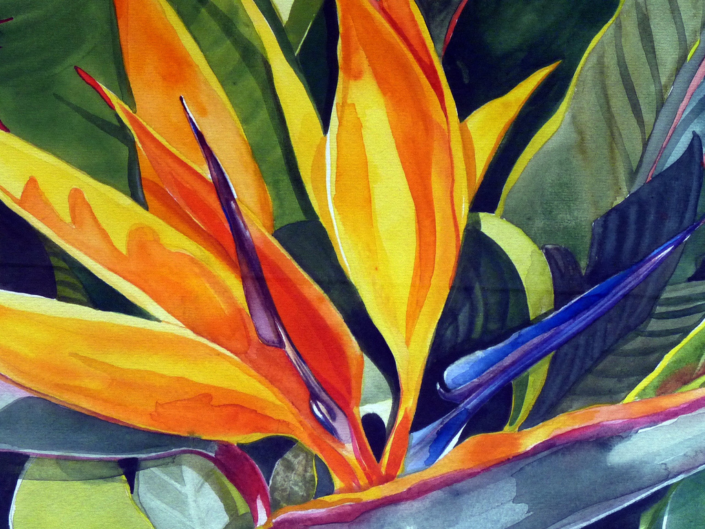 Bird Of Paradise Watercolor at PaintingValley.com | Explore collection