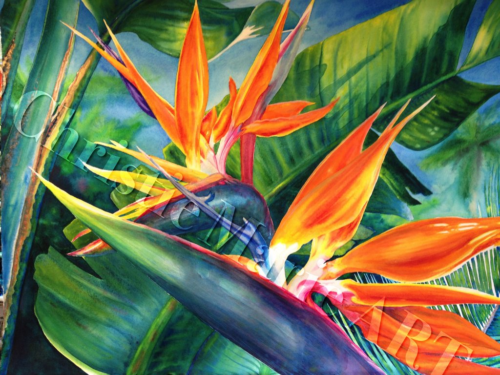 1024x768 Original Large Framed Hawaiian Bird Of Paradise Watercolor Art - Bird Of Paradise Watercolor