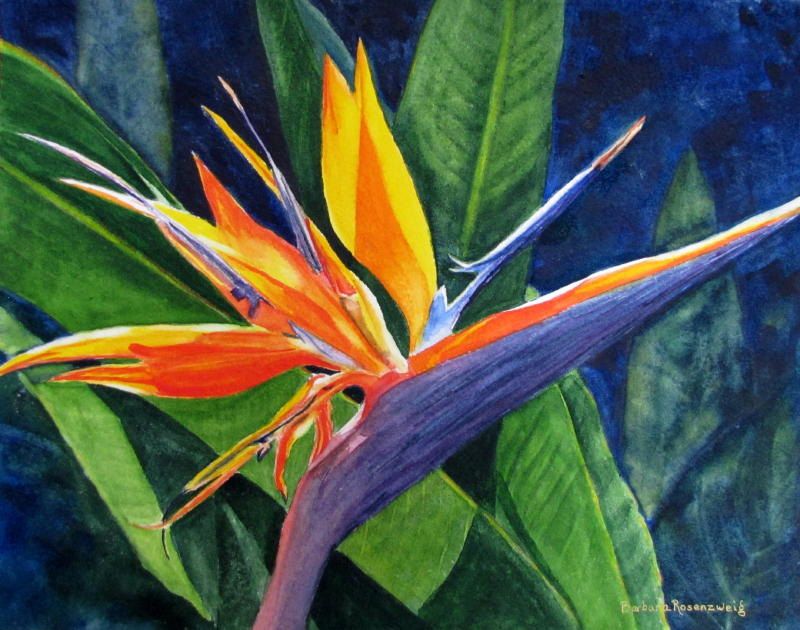 800x630 Tropical Flower Print, Bird Of Paradise, Exotic Flower Painting - Bird Of Paradise Watercolor
