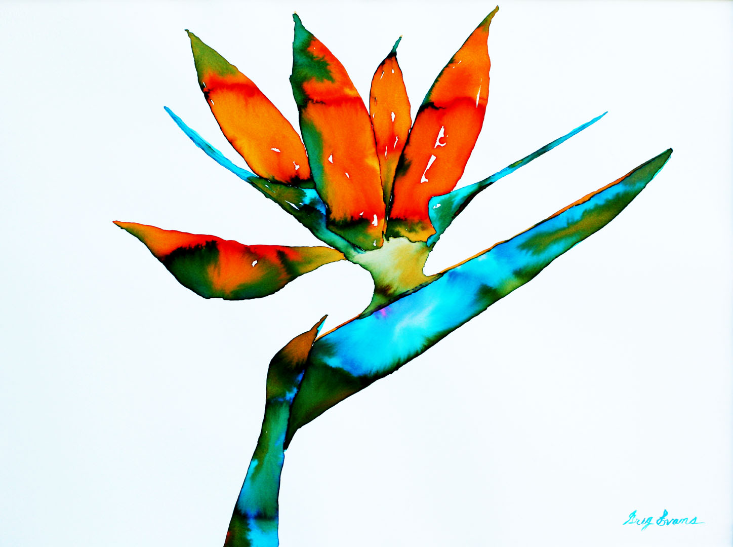 1448x1080 Watercolor Flowers Paintings Art Gallery Of Greg Evans - Bird Of Paradise Watercolor