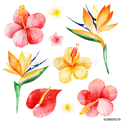 500x500 Watercolor Tropical Flowers Collection.texture With Plumeria - Bird Of Paradise Watercolor