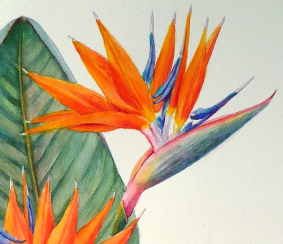 552x476 Zeh Original Art Blog Watercolor And Oil Paintings Bird Of - Bird Of Paradise Watercolor