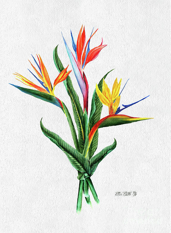 660x900 Bird Of Paradise Painting By Peter Piatt - Bird Of Paradise Watercolor