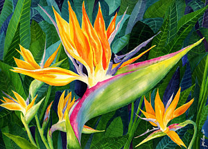 300x215 Bird Of Paradise Watercolor Paintings Fine Art America - Bird Of Paradise Watercolor