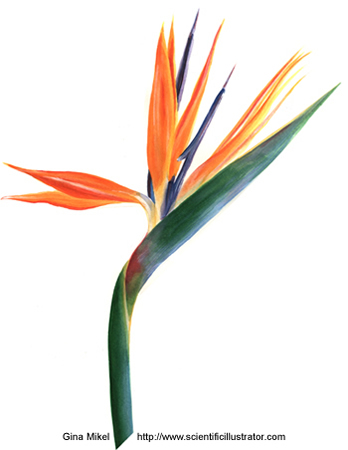 348x450 Bird Of Paradise, Watercolor Painting - Bird Of Paradise Watercolor