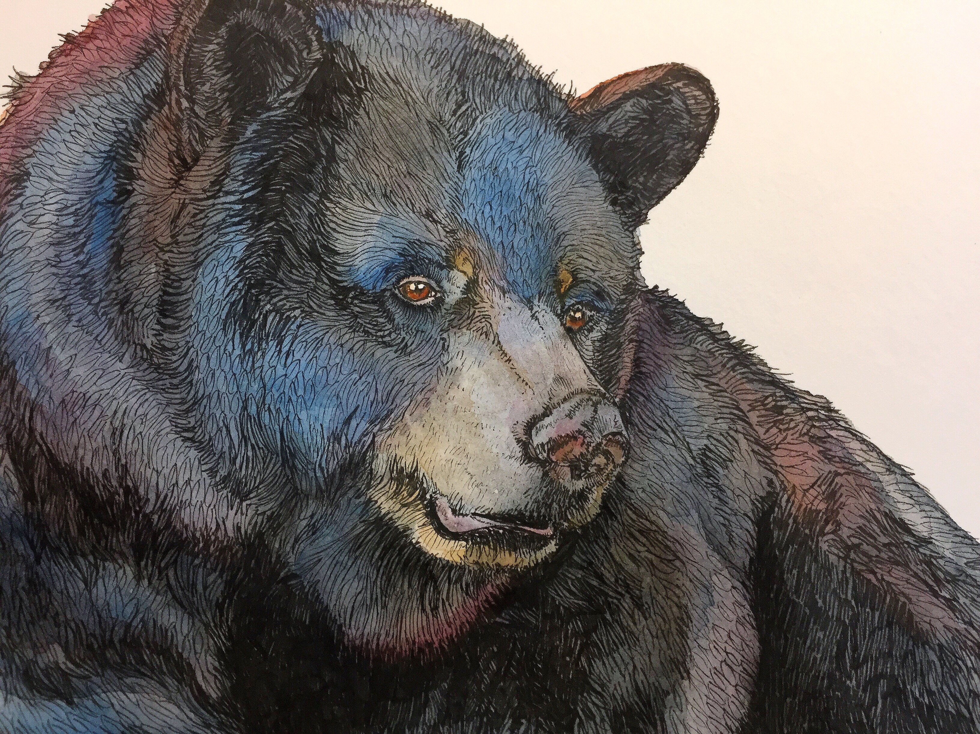 3264x2445 Black Bear, Watercolor Amp Ink Pen Watercolor - Black Bear Watercolor
