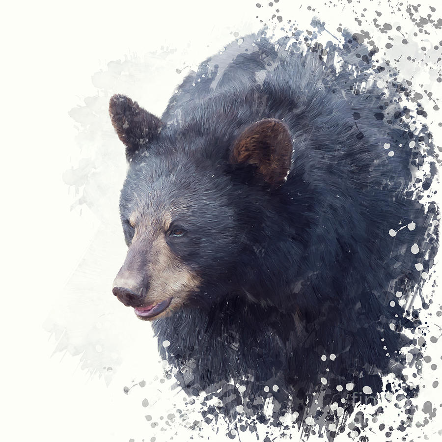 900x900 Black Bear Portrait Watercolor Painting Digital Art By Svetlana Foote - Black Bear Watercolor