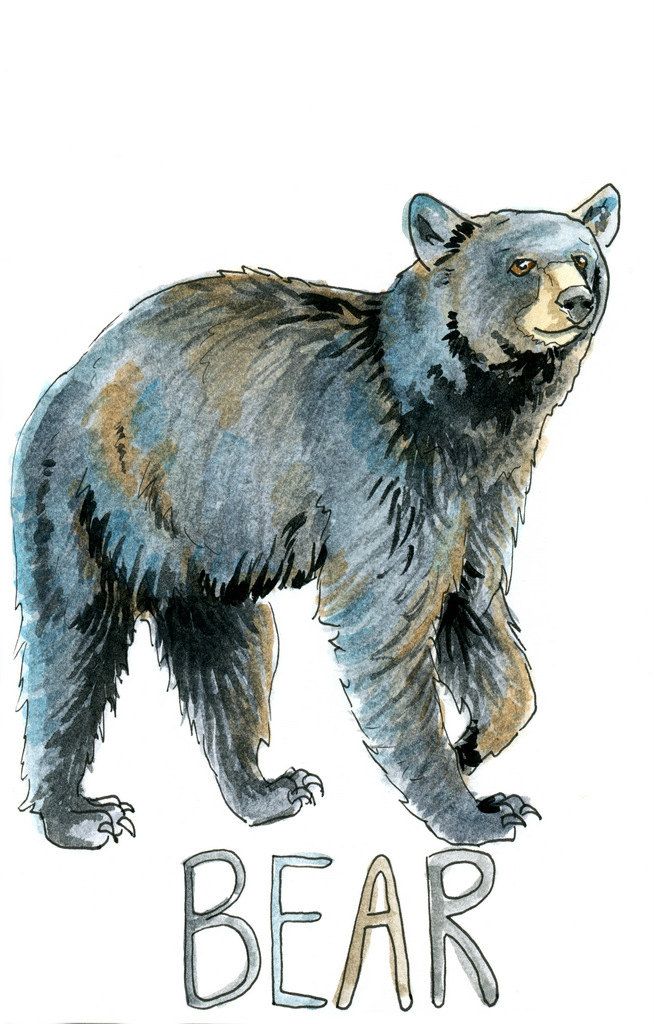 654x1024 Black Bear Watercolor Sketch Art Print 5 X 7, 8 X 10, And 11 X 14 - Black Bear Watercolor