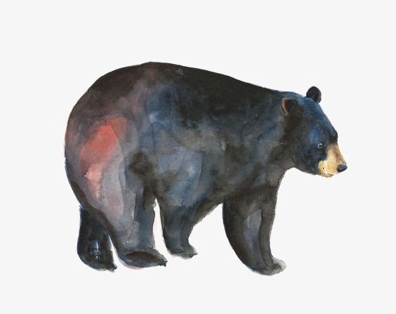 564x447 Watercolor Black Bear, Watercolor Clipart, Animal, Painted Black - Black Bear Watercolor