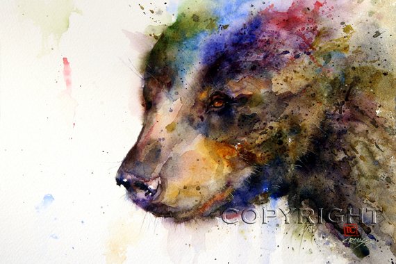 570x380 Black Bear Watercolor Nature Art Print Bear Painting By Dean Etsy - Black Bear Watercolor