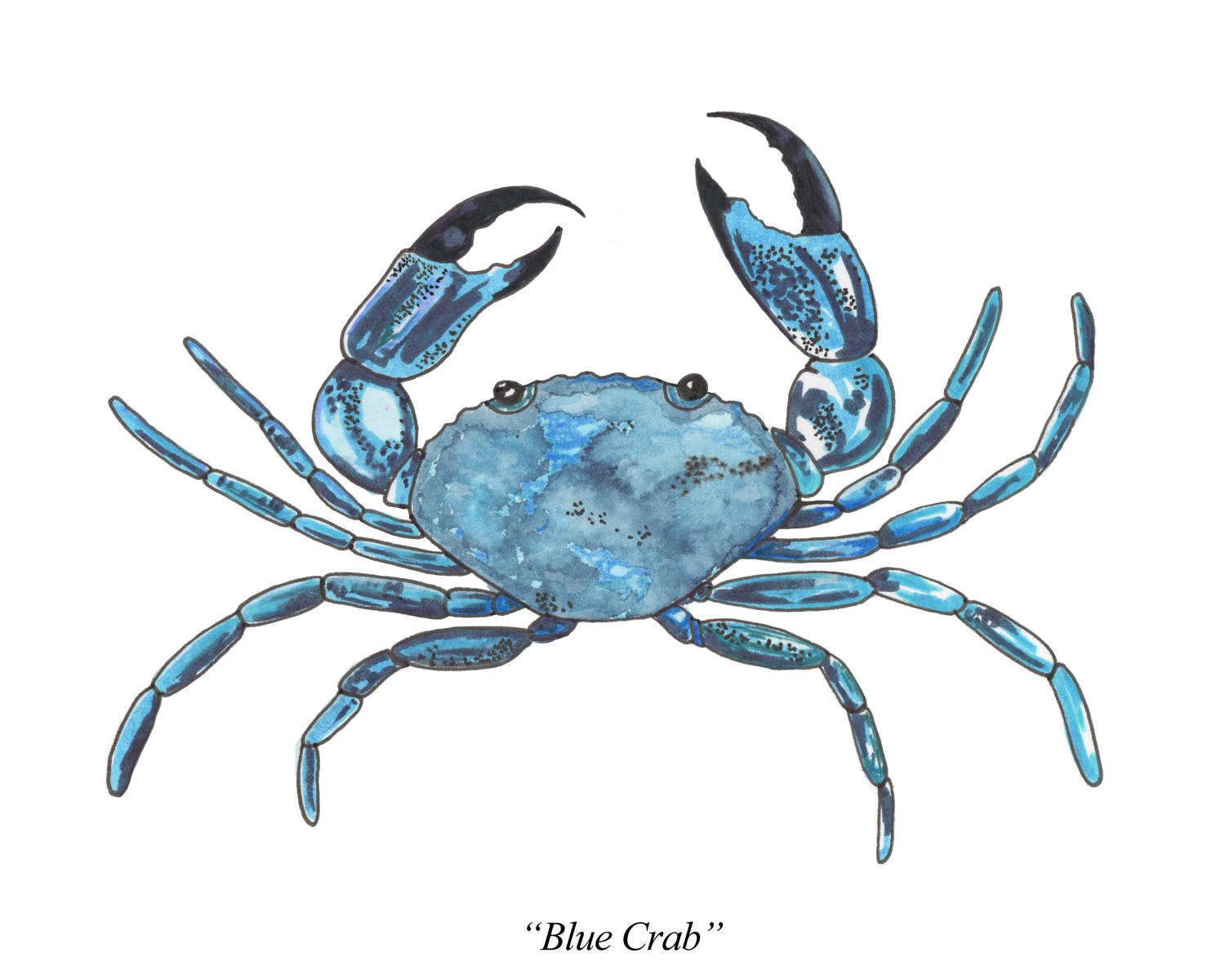 1500x1200 Blue Crab Watercolor Print From An Original Watercolor - Blue Crab Watercolor