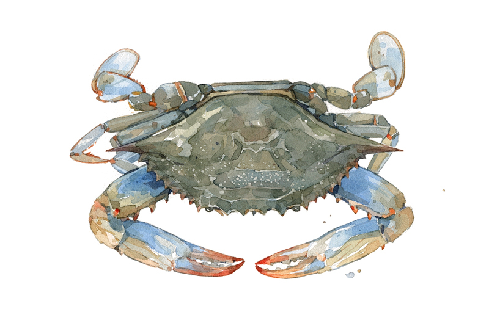 1600x1094 Chesapeake Bay Blue Crab Watercolor Print David Scheirer Watercolors - Blue Crab Watercolor