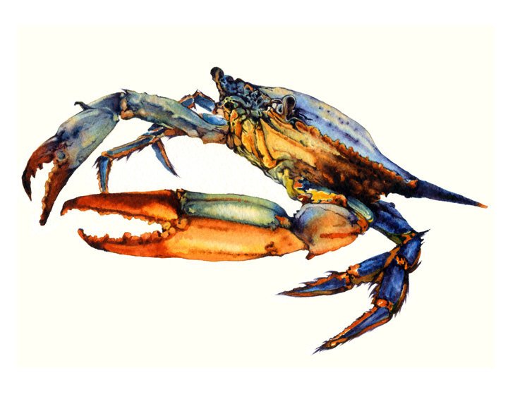 720x576 Crab Art Watercolor Painting Archival Print Atlantic Blue Etsy - Blue Crab Watercolor