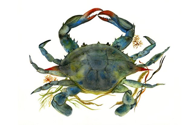 642x416 Crab Watercolor Crab Art Beach House Decor Blue Crab Etsy - Blue Crab Watercolor
