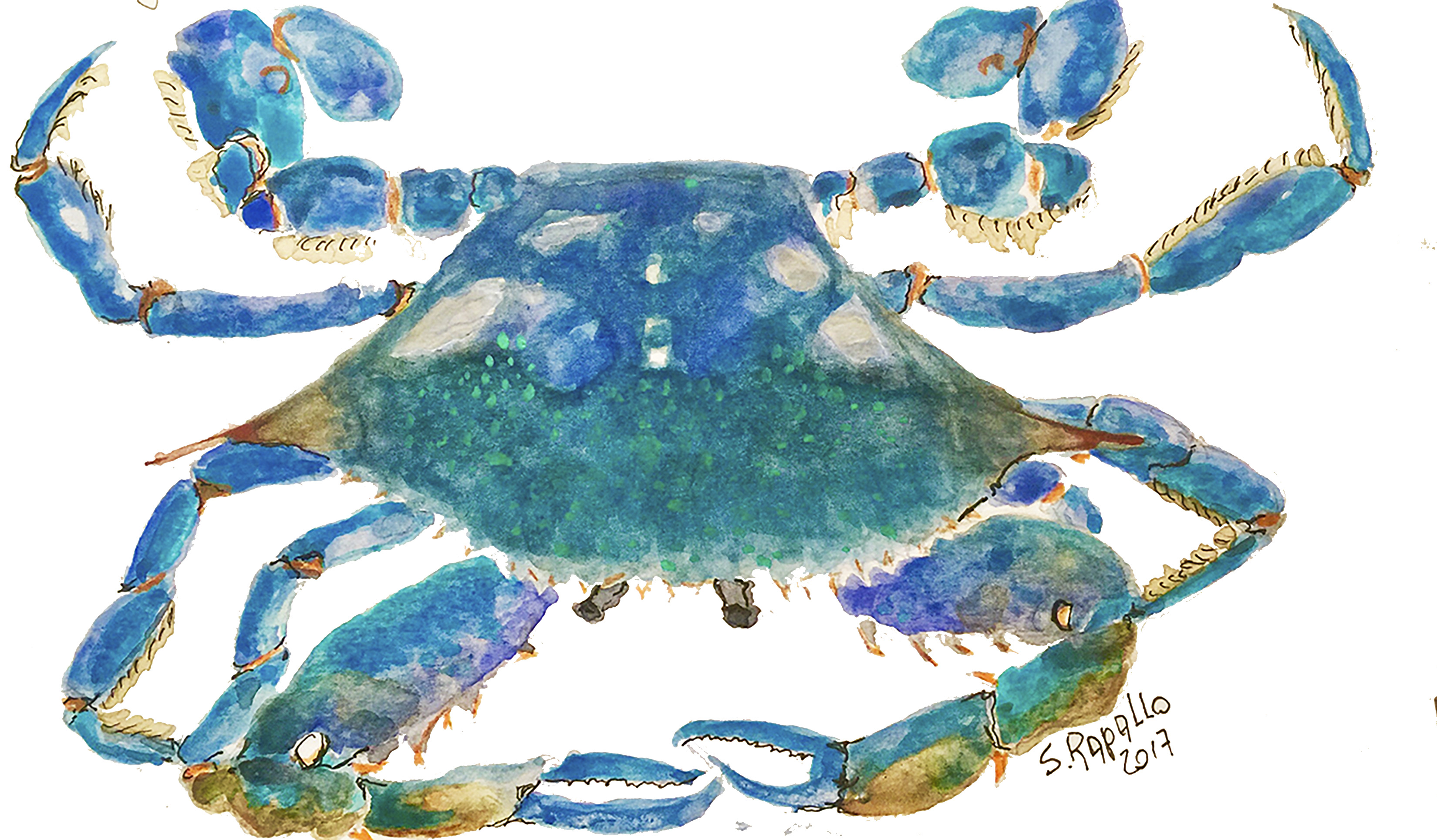 3300x1930 Mr. Blue Crab Susana Rapallo Art Portfolio - Blue Crab Watercolor