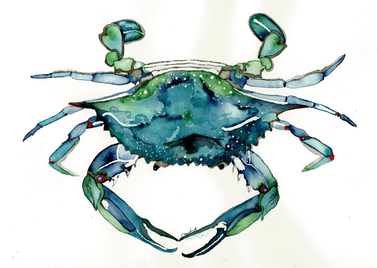 1500x1068 Watercolor Print Of Atlantic Blue Crab From Original Painting - Blue Crab Watercolor