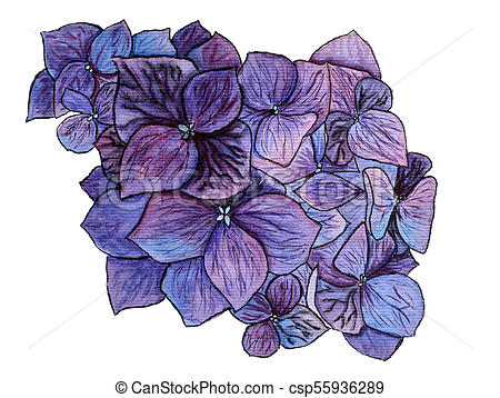 450x358 Blue Hydrangea Flower Watercolor On White Background. - Blue Hydrangea Watercolor